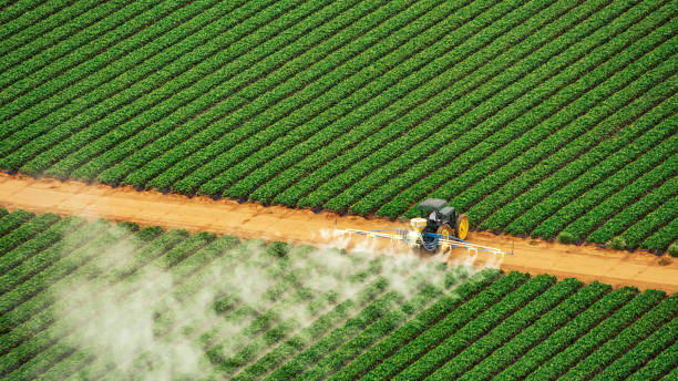 Reliable Atkins, VA Pest Control Solutions