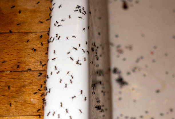 Best Affordable Pest Control Services  in Atkins, VA
