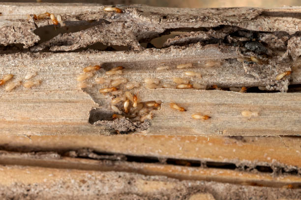 Best Pest Control Near Me  in Atkins, VA